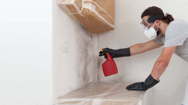 Professional Black Mold Removal technician working in Caledonia, MI