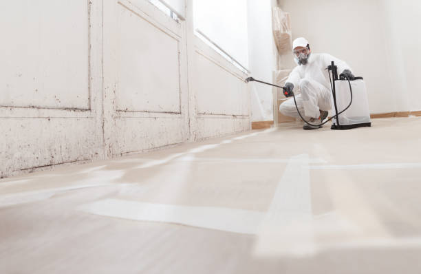 24/7 Emergency Black Mold Removal experts in Caledonia, MI