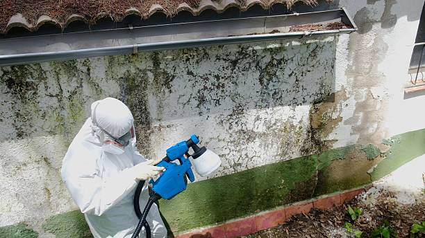 Trusted Mold Removal service in Caledonia, MI - Cheap Mold Removal